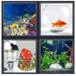 4-pics-1-word-aquarium