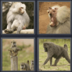 4-pics-1-word-baboon
