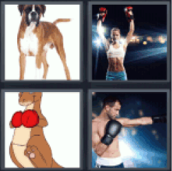 4-pics-1-word-boxer