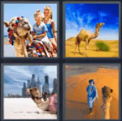 4-pics-1-word-camel