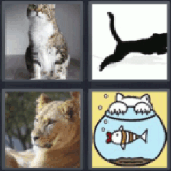 4-pics-1-word-feline