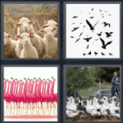 4-pics-1-word-flock