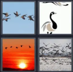 4-pics-1-word-geese