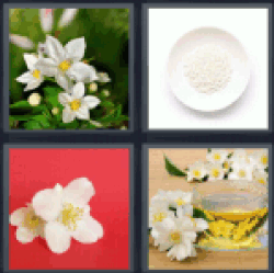 4 Pics 1 Word Jasmine
