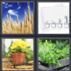 4-pics-1-word-plants