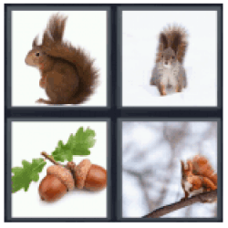4-pics-1-word-squirrel