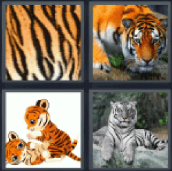 4 Pics 1 Word Tiger