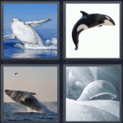 4-pics-1-word-whale
