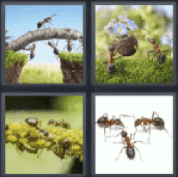 4-pics-1-word-ants