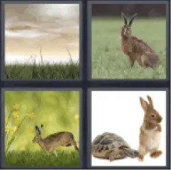 4-pics-1-word-hare