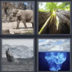 4 Pics 1 Word orca or whale. Elephant...