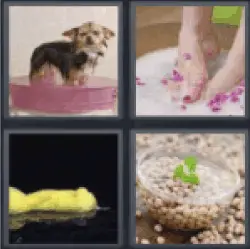 4 pics 1 word dog wash feet