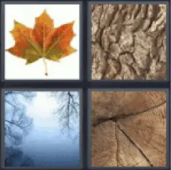 4-pics-1-word-tree