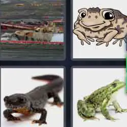 4 pics 1 word 9 letters frog, toad, lizard