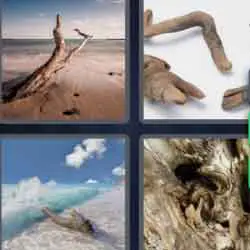 4 pics 1 word 9 letters desert, woods, fossils