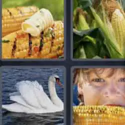 4 pics 1 word 3 letters swan, corn, cobs