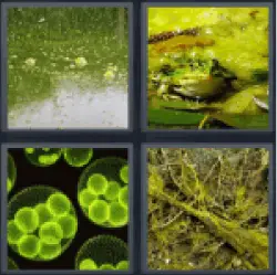 4-pics-1-word-algae