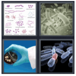 4-pics-1-word-bacteria