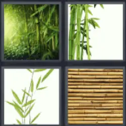 4-pics-1-word-bamboo