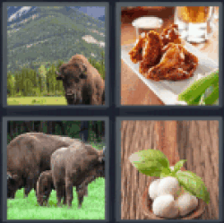 4-pics-1-word-buffalo