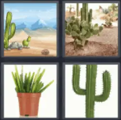 4-pics-1-word-cactus