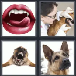4-pics-1-word-canine