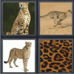 4-pics-1-word-cheetah