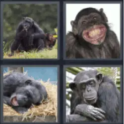 4-pics-1-word-chimp