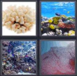 4-pics-1-word-coral