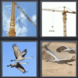 4 pics 1 word birds flying