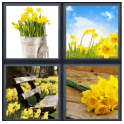 4-pics-1-word-daffodil