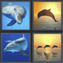 4-pics-1-word-dolphin