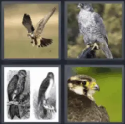 4-pics-1-word-falcon