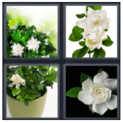 4-pics-1-word-gardenia