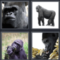 4-pics-1-word-gorilla