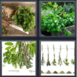 4-pics-1-word-herbs