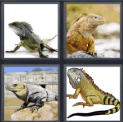 4 Pics 1 Word Iguana