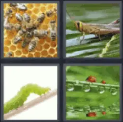 4-pics-1-word-insect