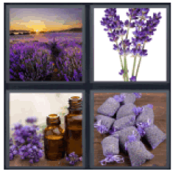 4-pics-1-word-lavender