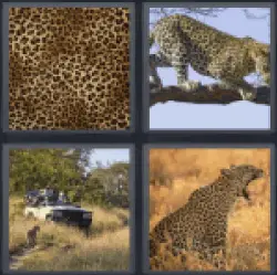4-pics-1-word-leopard