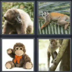 4-pics-1-word-monkey