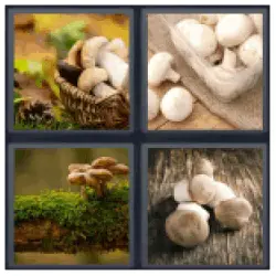 4-pics-1-word-mushroom