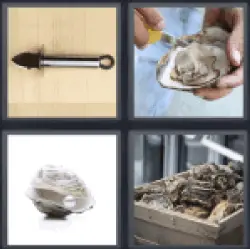 4-pics-1-word-oyster