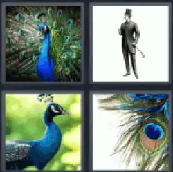 4-pics-1-word-peacock