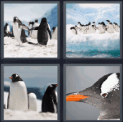 4-pics-1-word-penguin