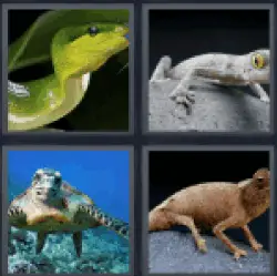 4 Pics 1 Word Reptile