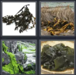4-pics-1-word-seaweed