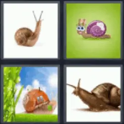4-pics-1-word-snail