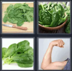4-pics-1-word-spinach