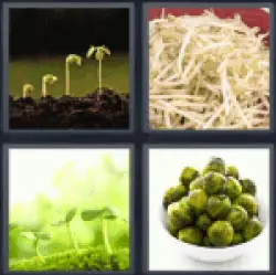 4 Pics 1 Word Sprouts